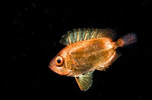 A juvenile soldierfish, possibly a Crescent-tail bigeye (Priacanthus hamrur) in the