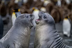 Juvenile Southern elephant seals (Mirounga leonina) practice fighting near a King penguin (Aptenodytes patagonicus)