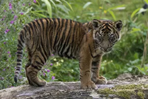 Images Dated 28th August 2013: Juvenile Sumatran tiger (Panthera tigris sumatrae), aged four months, captive, occurs in Sumatra