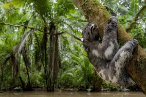 Juvenile of Three-Toed Sloth (Bradypus variegatus) hanging on a tree. Yasuni National Park