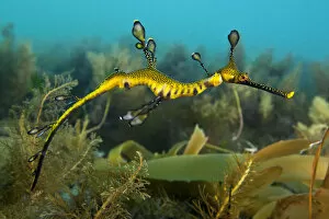 Images Dated 8th March 2010: A juvenile Weedy Seadragon (Phyllopteryx taeniolatus) in its habitat. Flinders Jetty