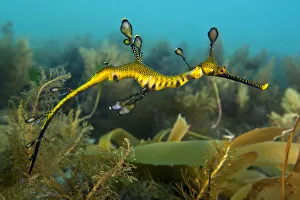 Bright Colour Prints: A juvenile Weedy Seadragon (Phyllopteryx taeniolatus) in its habitat. Flinders Jetty