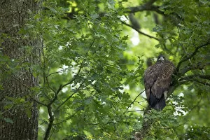Images Dated 2nd June 2009: Juvenile White tailed eagle (Haliaeetus albicilla) in an Slovenian / Common oak