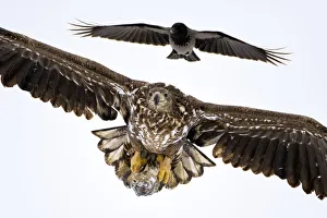 Eurasian Crow Gallery: Juvenile White tailed eagle (Haliaeetus albicilla)in flight, with Hooded crow (Corvus