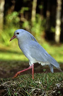 Images Dated 14th August 2013: Kagu (Rhynochetos jubatus) profile, New Caledonia, endangered and endemic