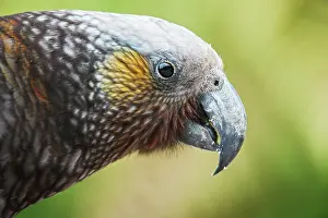 New Zealand Prints: Kaka (Nestor meridionalis) head portrait, South Island, New Zealand. Endangered