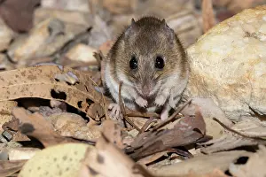 Rodentia Prints: Kakadu pebble-mound mouse (Pseudomys calabyi) portrait