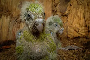 Nocturnal Prints: Two Kakapo (Strigops habroptilus) chicks in a nest cavity at the base of a large tree