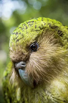 Psittacines Prints: Kakapo (Strigops habroptilus) close up showing sensory facial feathers, Codfish Island