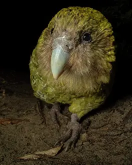 Nocturnal Prints: Kakapo (Strigops habroptilus) female aged 5 years