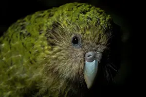 Nocturnal Prints: Kakapo (Strigops habroptilus) female aged 5 years, head portrait