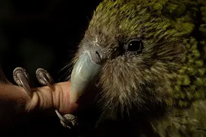 Nocturnal Prints: Kakapo (Strigops habroptilus) female aged 5 years, head portrait