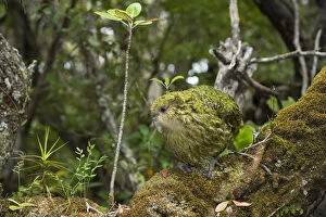 Kakapo (Strigops habroptilus) male, Codfish Island / Whenua Hou, Southland, New Zealand, February