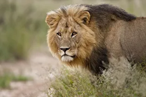 Kalahari black maned African lion (Panthera leo) male, Central Kalahari desert, Botswana
