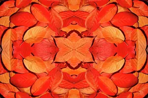 Autumn Prints: Kaleidoscopic image of autumn leaves. UK