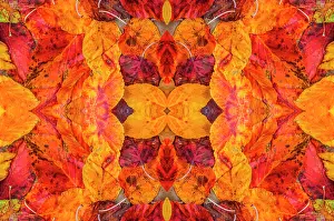 Autumn Prints: Kaleidoscopic image of autumn leaves. UK