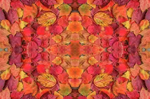 Autumn Prints: Kaleidoscopic image of autumn leaves. UK