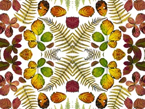 Pteridophytina Prints: Kaleidoscopic image of Bramble leaves (Rubus fruticosus