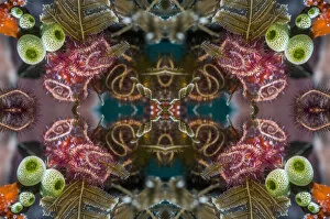 Kaleidoscopic image of brittlestars. Indonesia
