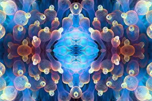 2019 January Highlights Gallery: Kaleidoscopic image of Bubble tip anemone (Entacmaea quadricolor). Raja Ampat, West Papua