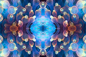 Kaleidoscopic image of Bubble tip anemone (Entacmaea quadricolor). Raja Ampat, West Papua