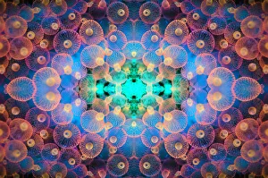 Kaleidoscopic image of Bubble tip anemone (Entacmaea quadricolor). Raja Ampat, West Papua