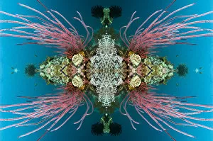 Alcyonacea Gallery: Kaleidoscopic image of coral reef with Red sea whips (Ellisella ceratophyta). Misool
