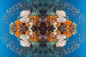 Kaleidoscopic image of Coral reef scenery with gorgonian, soft corals and Lyretail anthias