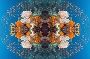 2019 January Highlights Gallery: Kaleidoscopic image of Coral reef scenery with gorgonian, soft corals and Lyretail anthias