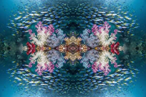 Georgette Douwma Gallery: Kaleidoscopic image of coral reef with soft corals (Dendropnethya) shoal of Yellow back fusilliers