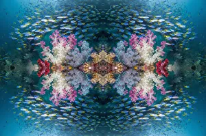 Kaleidoscopic image of coral reef with soft corals (Dendropnethya) shoal of Yellow back fusilliers