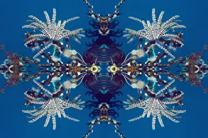 Kaleidoscopic image of Feather stars (Crinoidea) and Gorgonian wrapper anemone