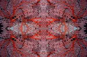 Georgette Douwma Gallery: Kaleidoscopic image of gorgonian coral. Misool, Raja Ampat, West Papua, Indonesia