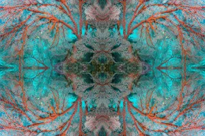Kaleidoscopic image of Gorgonian sea fan (Melithaea sp. ) Similan Islands, Andaman Sea, Thailand