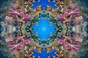 Georgette Douwma Gallery: Kaleidoscopic image of soft coral (Dendronephthya sp