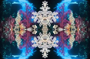 Kaleidoscopic image of soft corals (Dendronephthya sp). Egypt, Red Sea