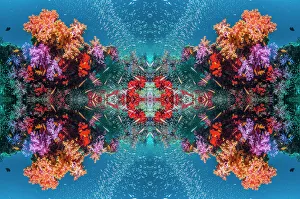Thailand Prints: Kaleidoscopic image of soft corals (Dendronephthya sp. ), Andaman Sea, Thailand
