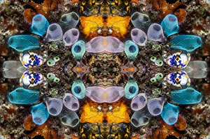 Ascidian Prints: Kaleidoscopic image of Tunicates including Golden seasquirt (Polycarpa aurata) Lembeh Strait