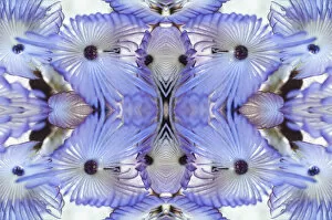 Annelida Gallery: Kaleidoscopic image of Variegated feather duster (Bispira variegata), Sabellidae