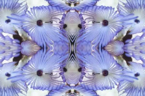 Annelid Prints: Kaleidoscopic image of Variegated feather duster (Bispira variegata), Sabellidae