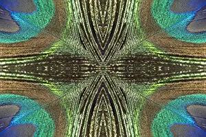 Kaleidoscopic montage of a peacock feather
