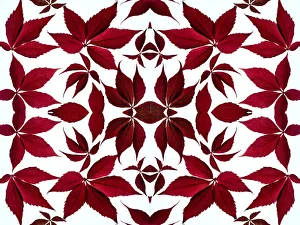 Climbers Prints: Kaleidoscopic pattern of Virginia creeper (Parthenocissus quinquefolia) in autumn on a white background