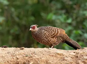 Galliformes Prints: Kalij pheasant (Lophura leucomelanos) female, portrait, Sattal, Uttarakhand, India