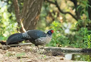 Galliformes Prints: Kalij pheasant (Lophura leucomelanos) male