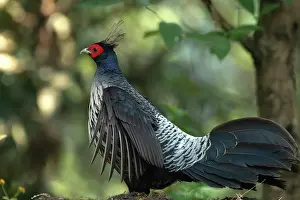 Galliformes Prints: Kalij pheasant (Lophura leucomelanos) male, portrait, Sattal, Uttarakhand, India
