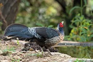 Galliformes Prints: Kalij pheasant (Lophura leucomelanos) male
