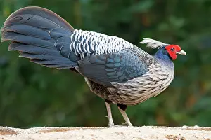 Galliformes Prints: Kalij pheasant (Lophura leucomelanos) male, portrait, Sattal, Uttarakhand, India