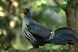 Galliformes Prints: Kalij pheasant (Lophura leucomelanos) male, portrait, Sattal, Uttarakhand, India