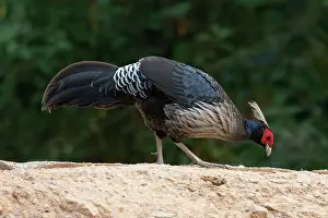Galliformes Prints: Kalij pheasant (Lophura leucomelanos) male, foraging, Sattal, Uttarakhand, India