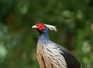 Galliformes Prints: Kalij pheasant (Lophura leucomelanos) male, head portrait, Sattal, Uttarakhand, India